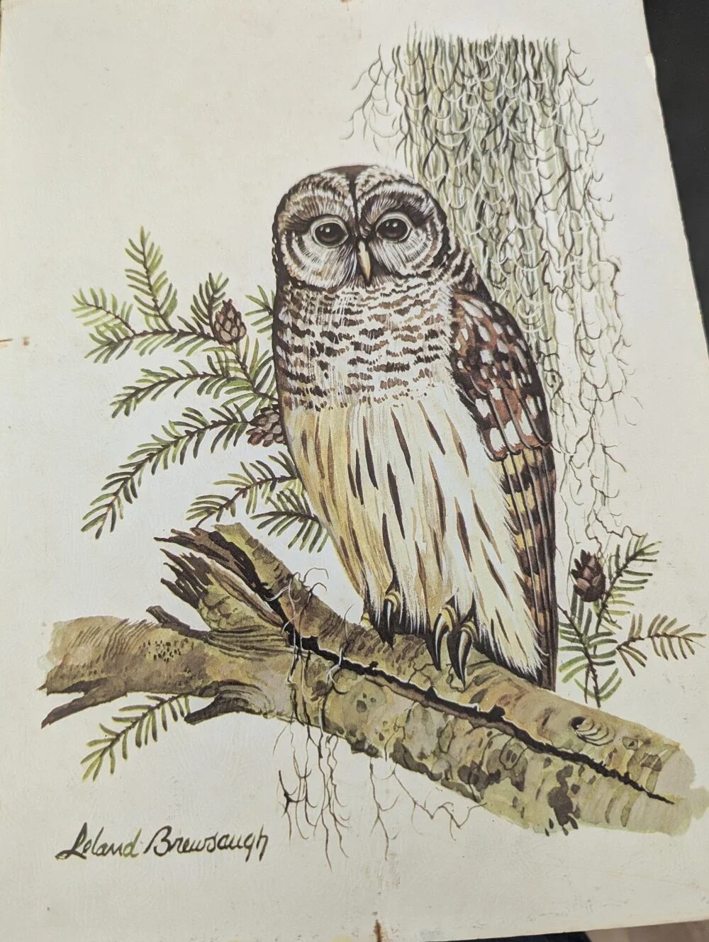 Vintage Leland Brewsaugh Barred Owl print